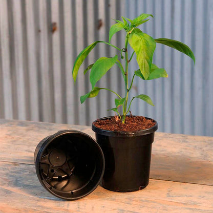 12 pot for plants Nursery Pot Black
