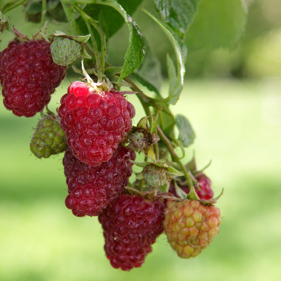 Raspberry Meeker Rubus – Park Seed
