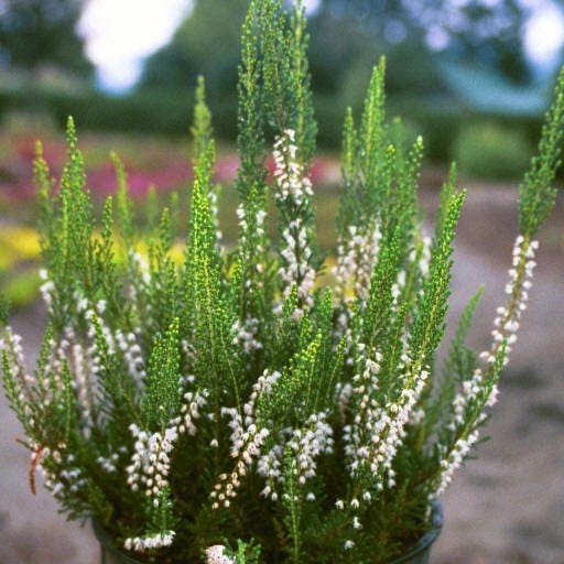 'Calluna Spring Cream'