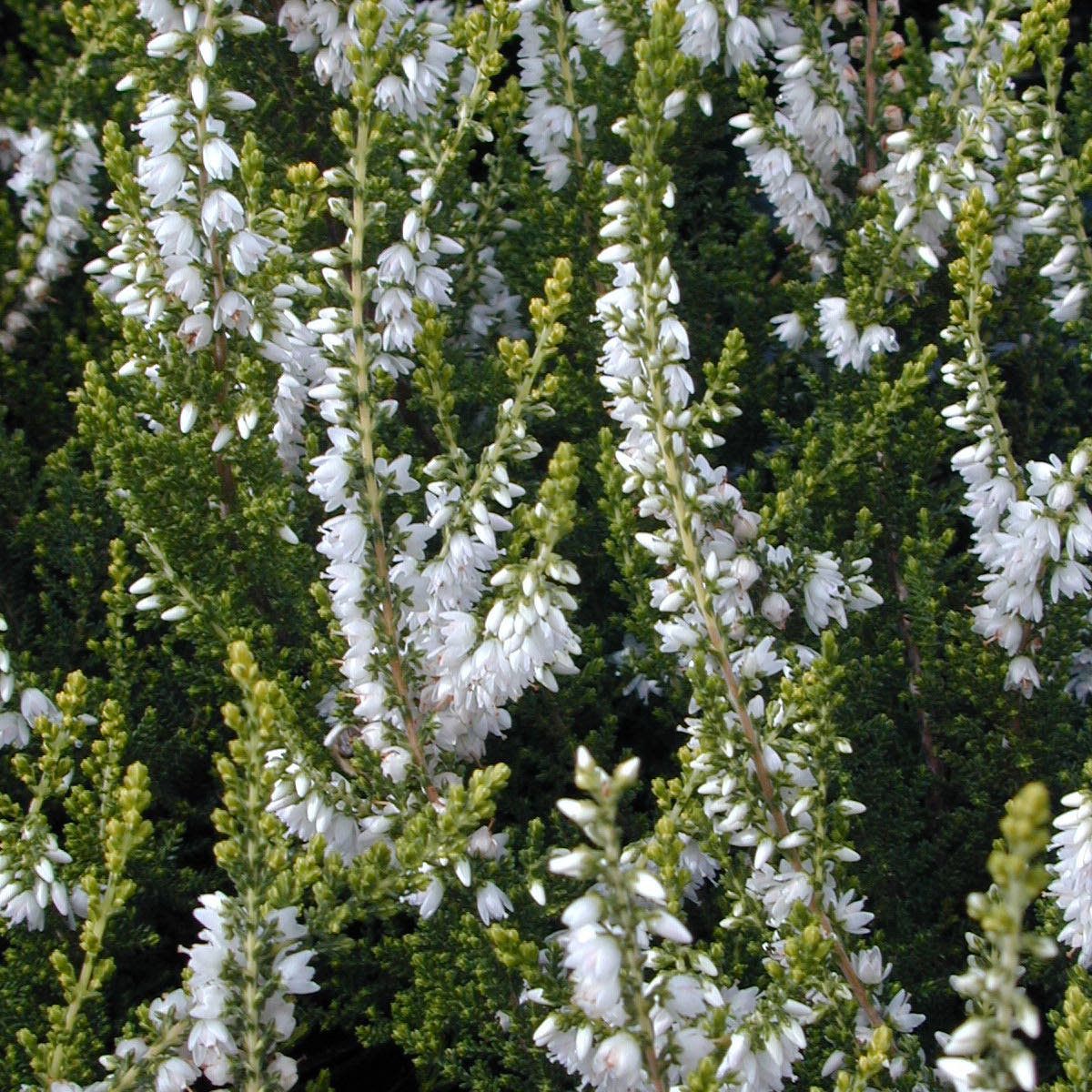 'Calluna Spring Cream'
