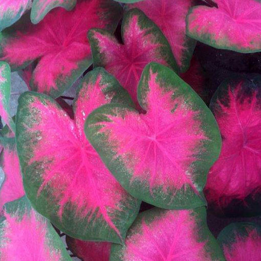 'Flamingo' Caladium Bulbs