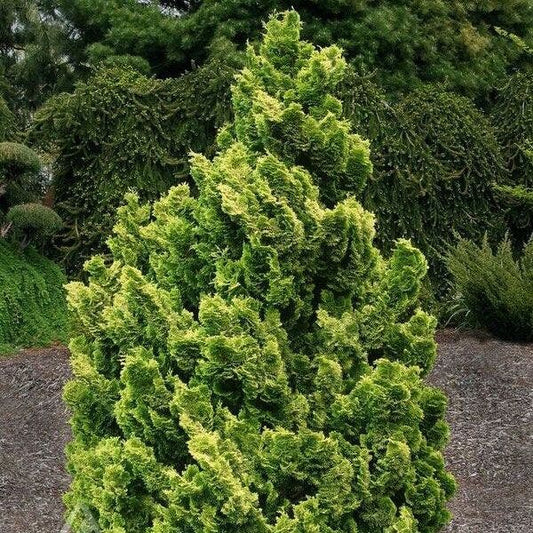 Chamaecyparis 'Nana Lutea'