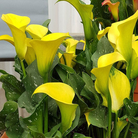 Morelii® Calla Lily Bulb