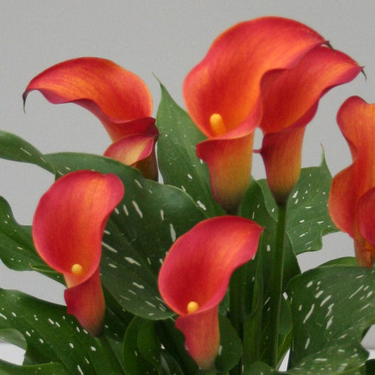 Calla 'Captain Trinity'®