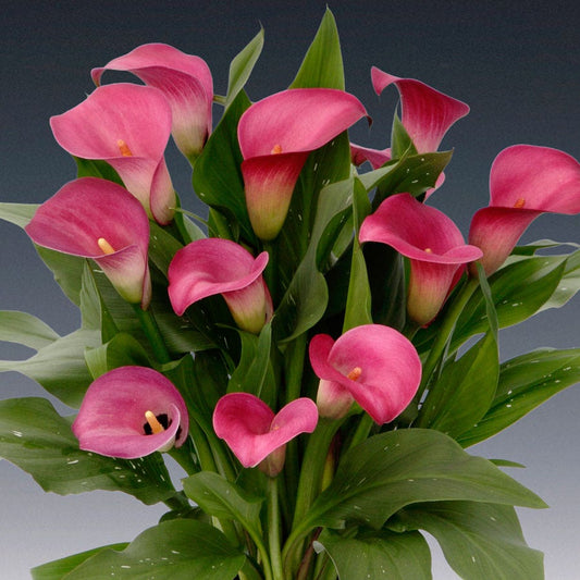 Calla Le Chique