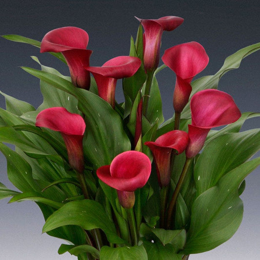 Santa Fe Calla Lily Bulb