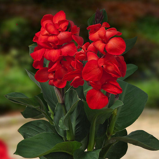 CannaSol™ Happy Carmen® Bulbs