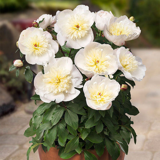 Paeonia 'Madrid'®
