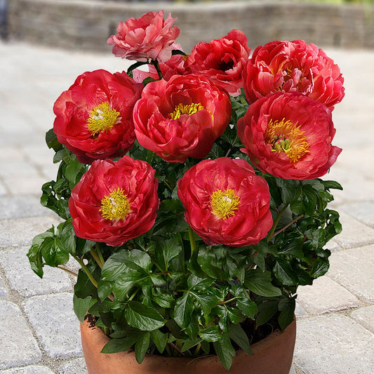 Paeonia 'Moscow'®