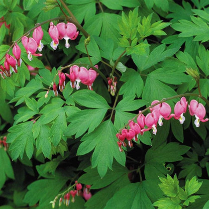 Dicentra spectabilis