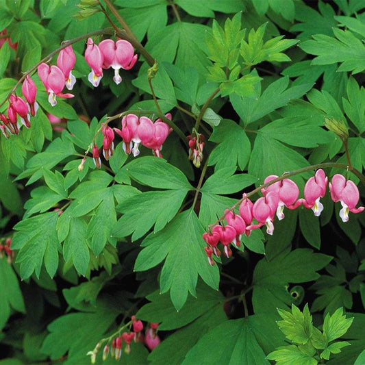 Dicentra spectabilis