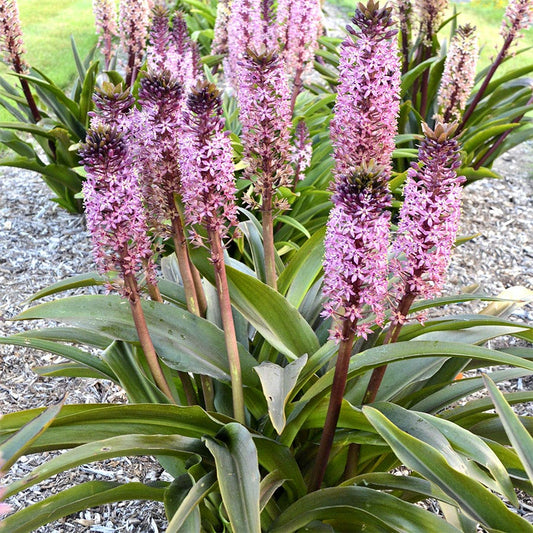 Eucomis African Night