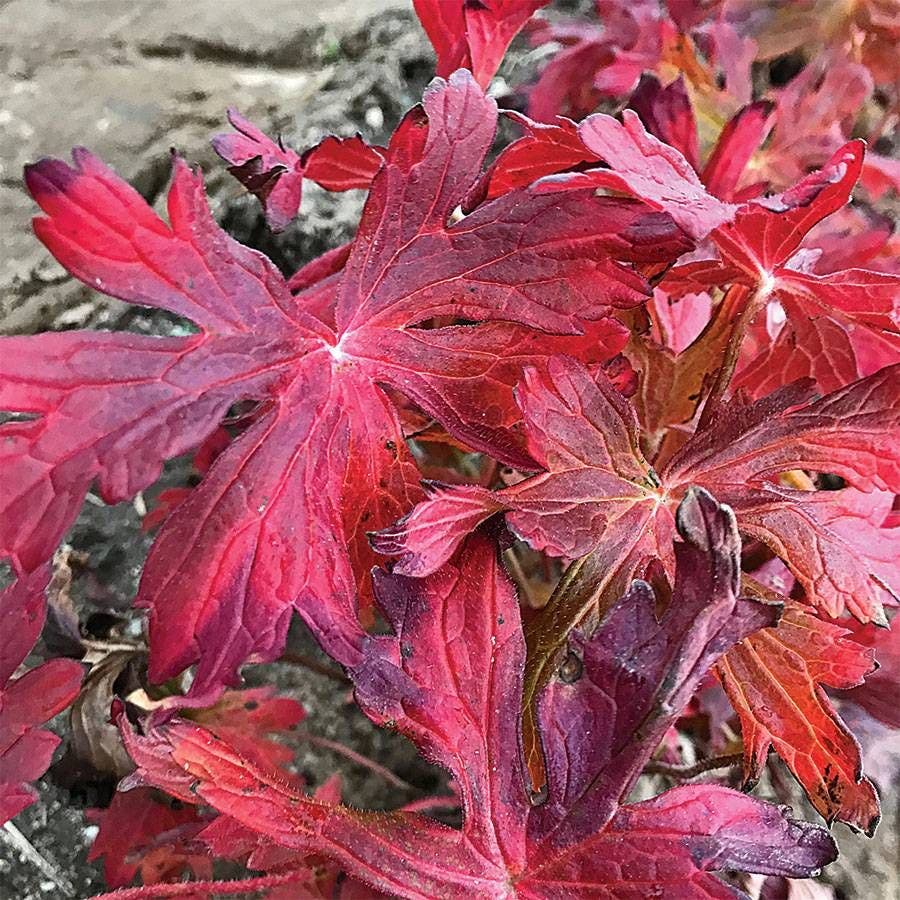 Geranium maculatum Crane Dance