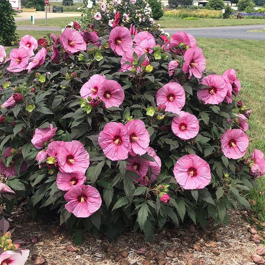 Hibiscus Summerific® 'Berry Awesome' Rose Mallow