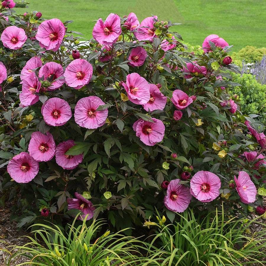Hibiscus Summerific® 'Berry Awesome' Rose Mallow