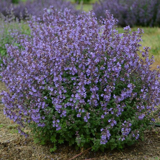 Nepeta faassenii Kitten Around