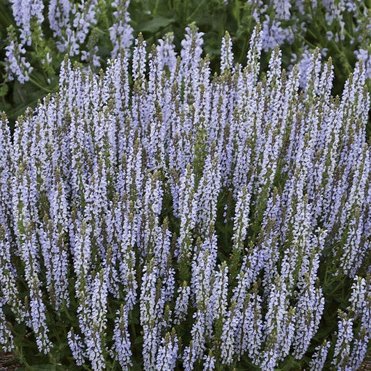 Salvia 'Perfect Profusion'