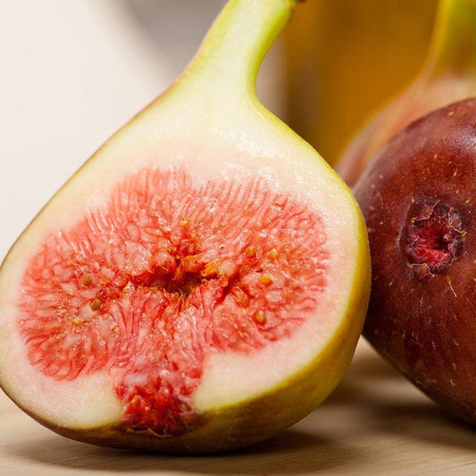 Ficus Celestial Fig