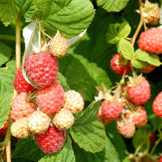 Rubus Encore Raspberry