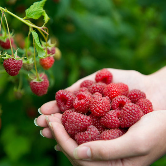 Raspbery Joan J