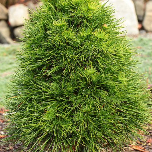 Pinus 'Green Penguin'