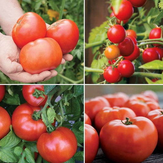 Park Seed Exclusive Tomato Seed Collection