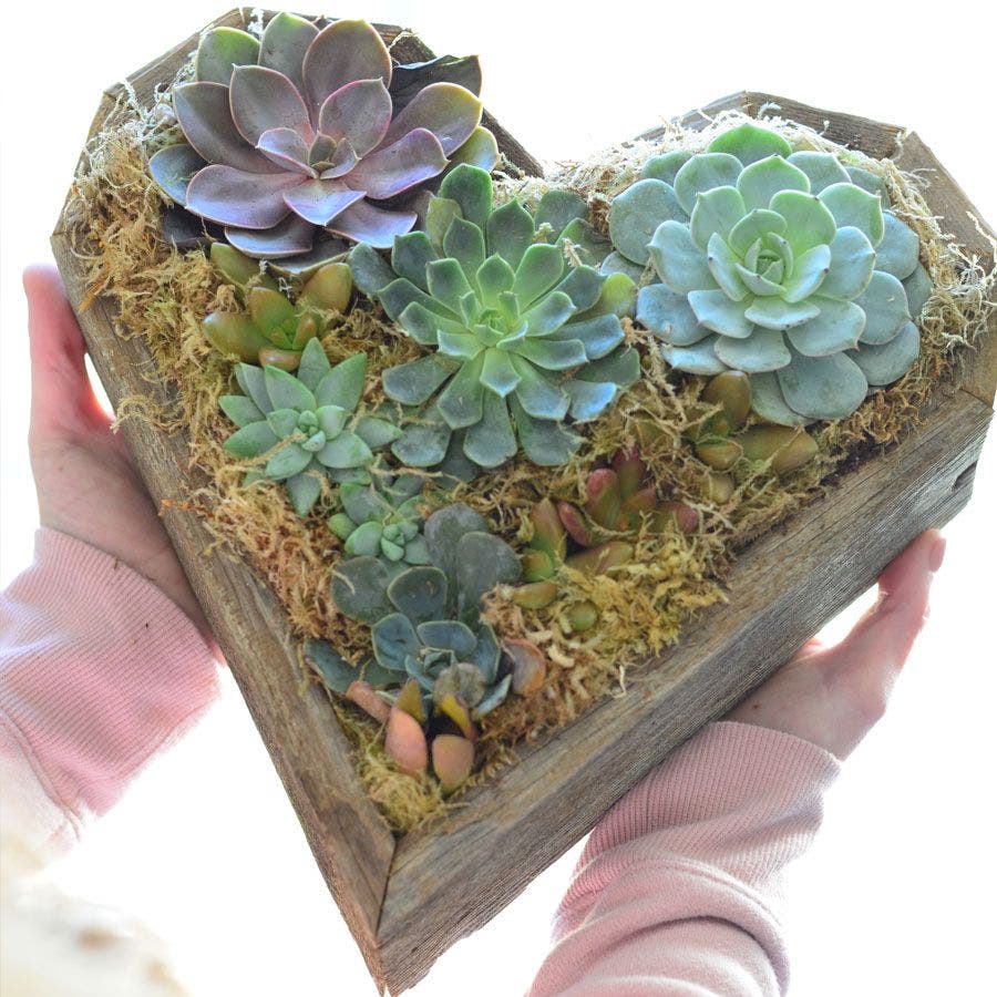 Heart Mix Succulent Garden