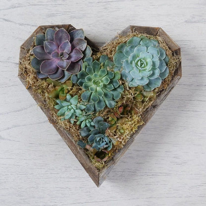 heart shaped succulent garden Heart Mix Succulent Garden