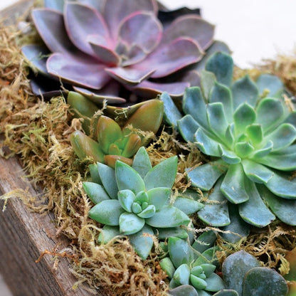 succulent park Heart Mix Succulent Garden