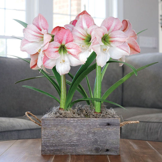 Sweet Love Amaryllis