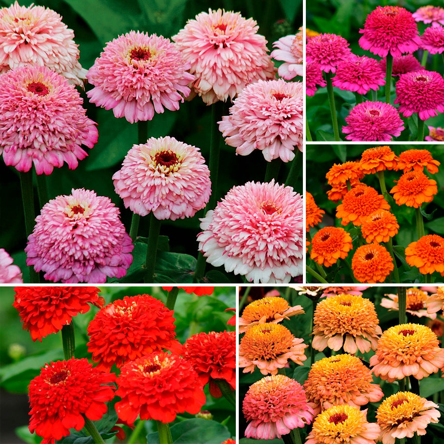 Park's Zinderella Zinnia Seed Collection – Park Seed