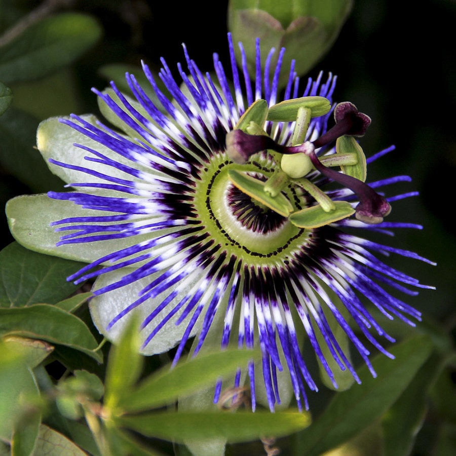 Passiflora caerulea