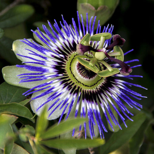 Passiflora caerulea