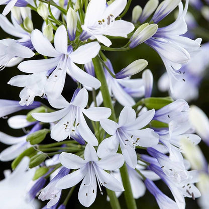 Agapanthus 'Twister'
