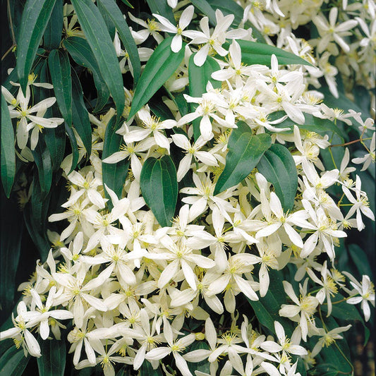 Snowdrift Clematis
