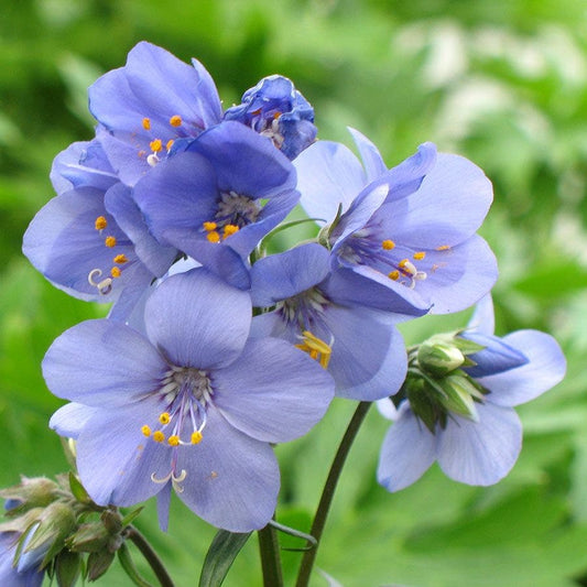 Brise d'Anjou™ Jacob's Ladder