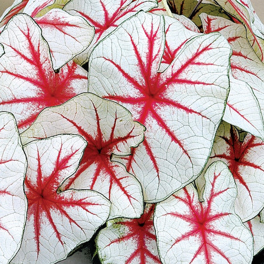 'Fiesta' Caladium Bulbs
