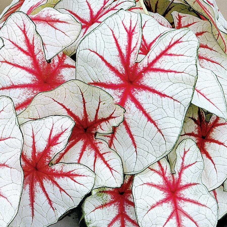 'Fiesta' Caladium Bulbs