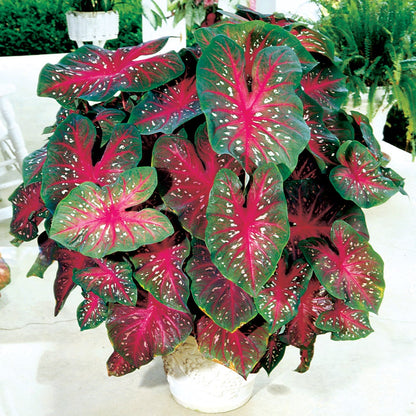 Caladium Red Flash Bulbs