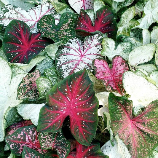 Sun Tolerant Mix Caladium Bulbs