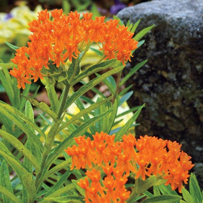 Butterfly Weed