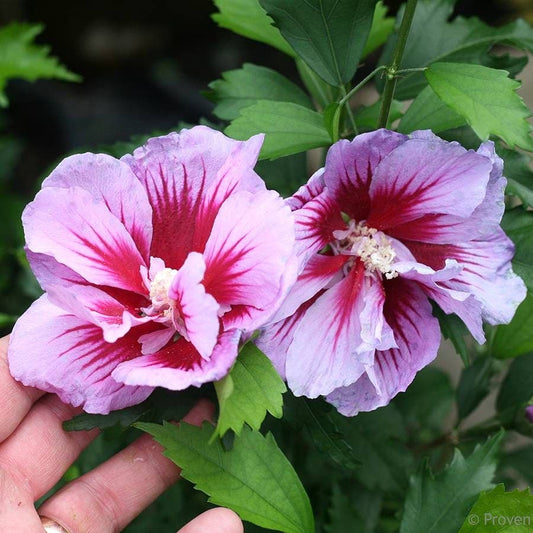 Hibiscus Purple Pillar® Rose of Sharon
