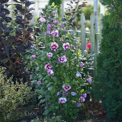 Hibiscus Purple Pillar® Rose of Sharon