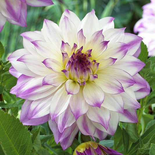 'Ferncliff Inspiration' Dahlia Bulb