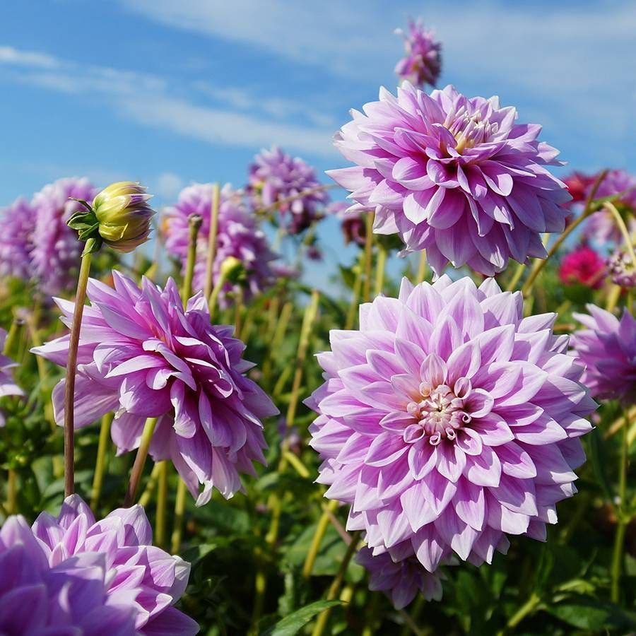 'Ferncliff Inspiration' Dahlia Bulb