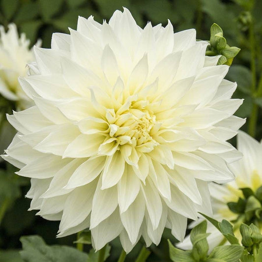 'Fleurel' Dahlia Bulb