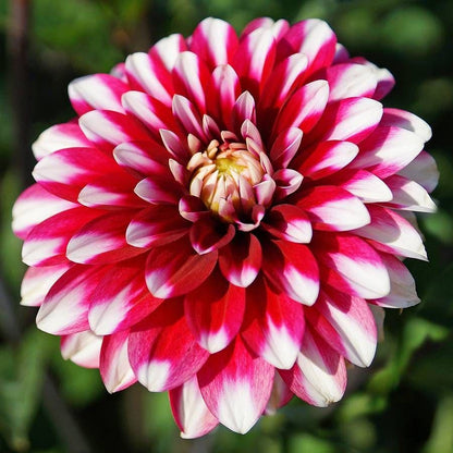 Karma® 'Yin Yang' Dahlia Bulb