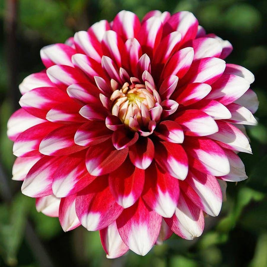 Karma® 'Yin Yang' Dahlia Bulb