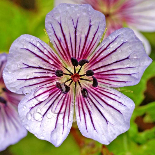 Crystal Lake Geranium