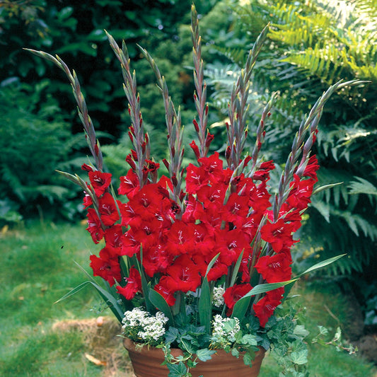 Glamini® Gladioli Tom Bulbs